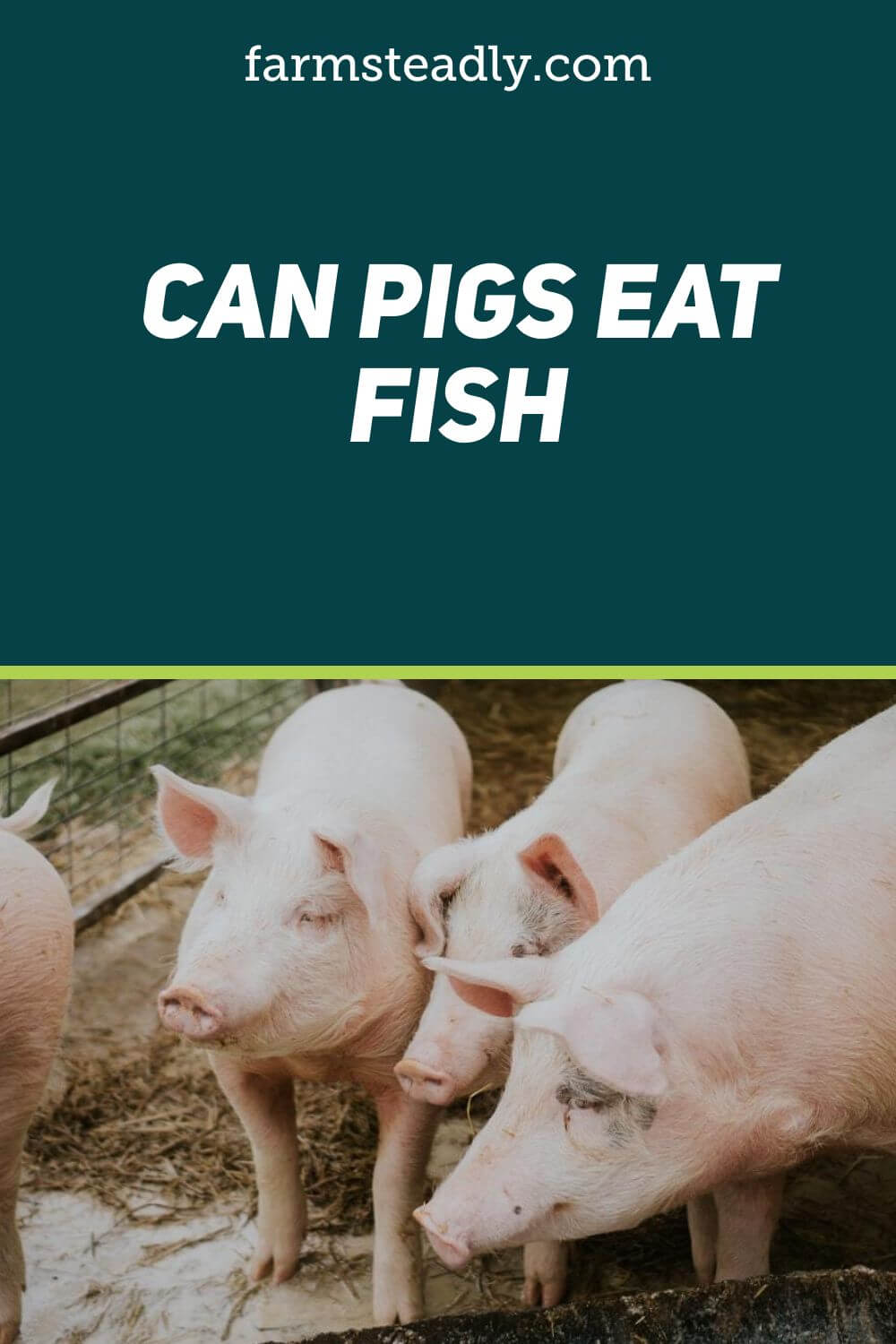 Can Pigs Eat Fish