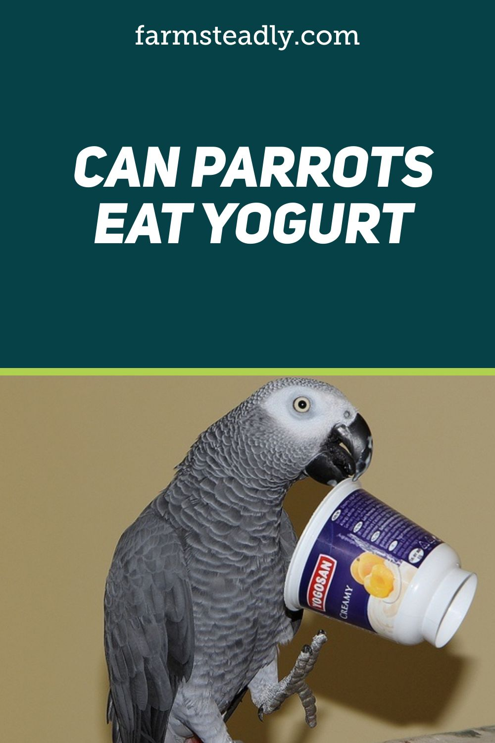 Can Parrots Eat Yogurt